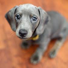 Black And White Dachshund Mix Slinky The Dachshund In 2020 Dachshund Puppy Miniature Dachshund Pets Dapple Dachshund