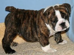 How much does an english bulldog cost? Mikey At 8 Weeks 2 English Bulldog Pictures Benchmark English Bulldogs Bulldog Puppies Boxer Dogs Funny English Bulldog