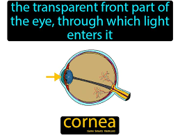 Cornea Easy Science Easy Science Parts Of The Eye Peripheral Nervous System