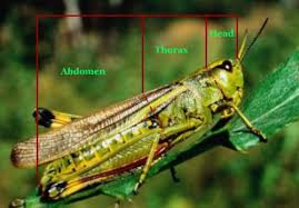 Pest management and the environment. Overview Of Monitoring And Identification Techniques For Insect Pests Eorganic
