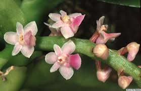 Image result for Aidia micrantha