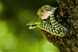 There are so many animals living in tropical rainforest that scientist believe there are many that have not been discovered yet. Tropical Rainforest Animals List Animal Sake
