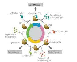 We did not find results for: Cyclins Creative Diagnostics