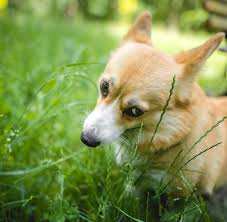 Interestingly, their clay consumption, like that of many other dogs that appear in research, is seasonal. Why Does My Dog Eat Grass American Kennel Club