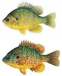 Fish Drawings Fish Painting Fish