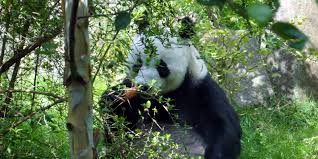 Edinburgh Zoo Wildlife Attraction Edinburgh Tourist