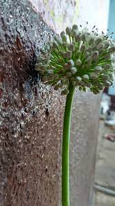 Onion Flower Onion Flower Flowers My Pictures