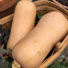 Butternut squash, botanically classified as cucurbita moschata, is a winter squash that grows on a these early butternuts were problematic as the plants were not dependable in providing consistent. Butternut Squash Waltham