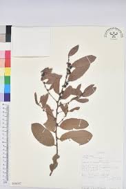 Image result for Bridelia scleroneura