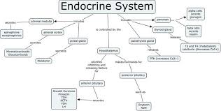Endocrine System Concept Map Endocrine System Concept Endokrine Systemkonzept Karte Carte Conceptu In 2020 Endocrine System Concept Map Endocrine System Nursing