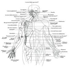 Learn how to draw muscular system pictures using these outlines or print just for 683x840 human muscle coloring key tenderness.co. A Muscular System Worksheet Human Body Coloring Book
