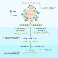 We did not find results for: Somatic And Germline Mutation Periodicity Follow The Orientation Of The Dna Minor Groove Around Nucleosomes Sciencedirect