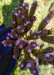 Image result for Ixora mildbraedii