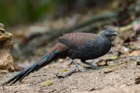 Wildscreen's arkive project was launched in 2003 and grew to become the world's biggest encyclopaedia of life on earth. Birds Of The World Polyplectron