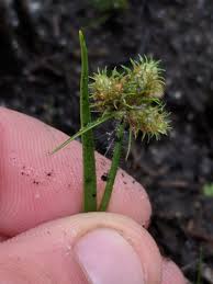 Image result for Fuirena pachyrrhiza