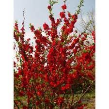 Check spelling or type a new query. Proven Winners Double Take Scarlet Storm Colorchoice Chaenomeles 1 Gal Shrub Chaprc0086101 The Home Depot Flowering Quince Chaenomeles Plants