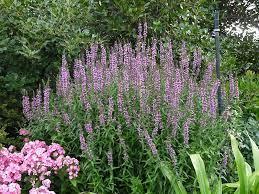 It's an upright plant with pink or white. Purple Loosestrife Weedbusters
