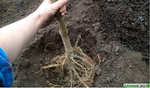 Груша Старкримсон: описание и характеристики, посадка и уход, достоинства и недостатки, отзывы