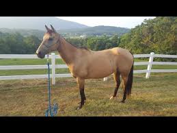 He doesn't belong to me. Roxy Beautiful Buckskin Quarter Horse Youtube