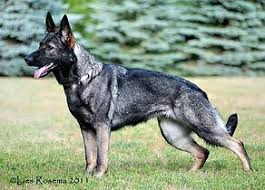 It's also free to list your available puppies and litters on our site. Colors Of A Gsd Vomgeliebtenhaus