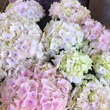 Maybe you would like to learn more about one of these? Emma S Flowers Gifts Home Facebook