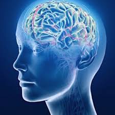 Image result for brain photo