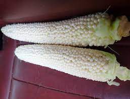 Maybe you would like to learn more about one of these? Corn Country Gentleman Zea Mays Packet Of 50 Seeds Organic Strictly Medicinal Seeds