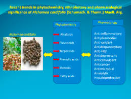Image result for Alchornea cordifolia