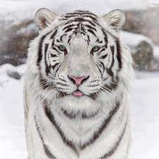 Hello I Am A White Tiger Tiger Photography Animals Animals Wild