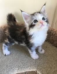 Their immune systems are very vulnerable, and during the foster training, people fill your head with all kinds of horror stories about 10 ways kittens can die in agony if you forget to wash your hands. 28 Tiny Maine Coon Kittens That Are Actually Giants In The Making Page 2 Of 3