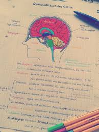 I Don T Know Why But Looking At Pretty Notes Motivates Me To Study Pretty Notes Study Hard Biology Notes