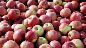 Le « p'ti molin », la goutte aux pommes sauvages. A Boue La Fete De La Pomme Et Du Cidre Approche A Grands Pas