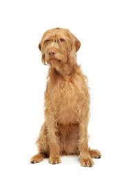 Image result for maďarský ohař drátosrstý