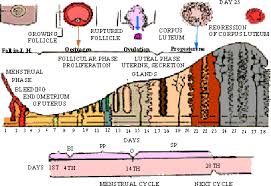 Pinkmonkey Com Biology Study Guide 24 2 Female Reproductive Cycle