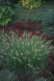 Pennisetum messaicum red bunny tails. Pennisetum Alo Little Bunny Little Bunny Fountain Grass Plantmaster