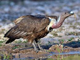 But how many of these beleaguered birds of prey actually remain? White Rumped Vulture Ebird India
