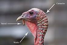 So to gain a pound on thanksgiving, you would have to … according to eatturkey.com, approx. Wild Turkey Wikipedia
