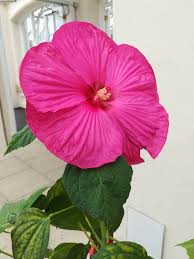 Maybe you would like to learn more about one of these? How To Grow Hibiscus Plants China Rose Rose Mallow