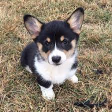 We are about 3 hours from atlanta, georgia; Rainy Day Corgis Home Facebook