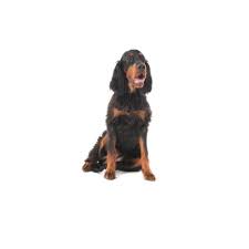 The unregulated breeders who are selling outside of the. Gordon Setter Puppies Petland Iowa City