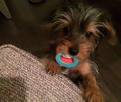 And about 5 months old), and noticed what appears to be teeth behind her existing bottom fang teeth. Yorkie Teething Yorkshire Terrier Information Center