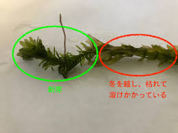 メダカと相性のいいアナカリスについて | めだかやベース