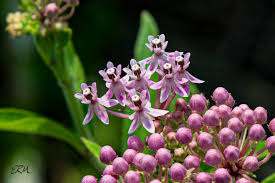 Image result for Asclepias graminifolia