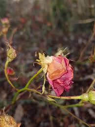 Gambar tersebut kellihatan kepanasan terkena sinar matahari dan tidak di rawat. Rosa Kering Bunga Mawar Layu Bunga Bunga Daun Bunga Kelopak Bella Latar Belakang Taman Pikist