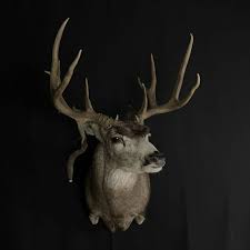 This is a mule deer buck mounted in the european style. Mule Deer Shoulder Mount Mule Deer Buck Mounts Texas Taxidermy