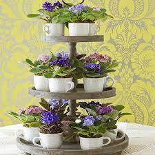 Care For Houseplants African Violets Plants House Plants