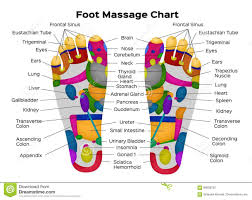 11 Unusual Internal Body Parts Chart