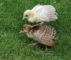 Pin On Beautiful Peacocks