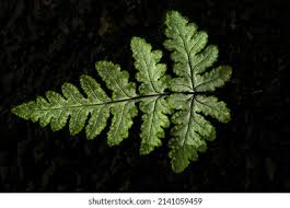 Image result for Aleuritopteris