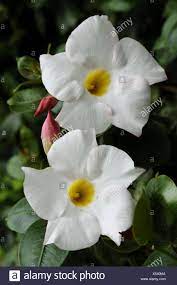Siepe con fiori bianchi in giardino? Fiori Bianchi Con Centro Giallo